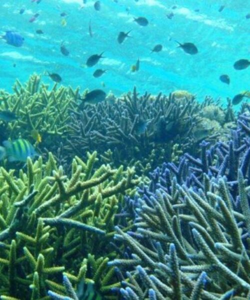 Blue-Coral-Reef-800x460 Blue-Coral-Reef-800x460