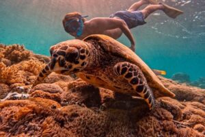 TURTLE-POINT-2