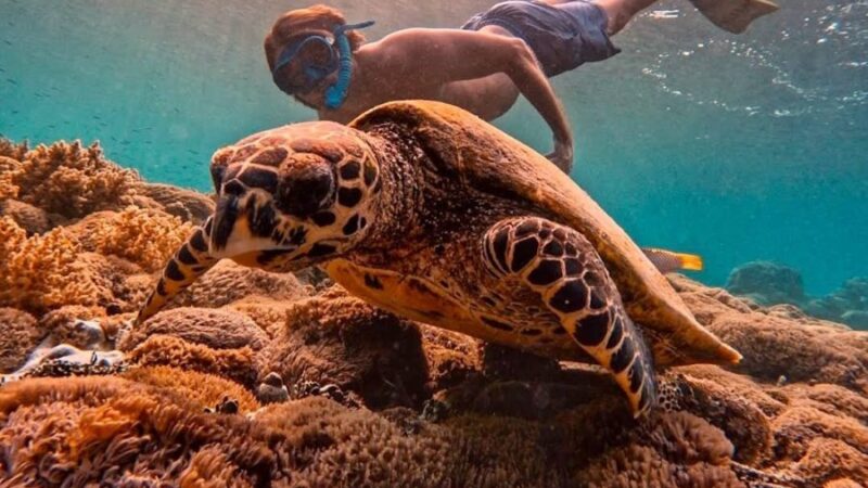 TURTLE-POINT-2 TURTLE-POINT-2